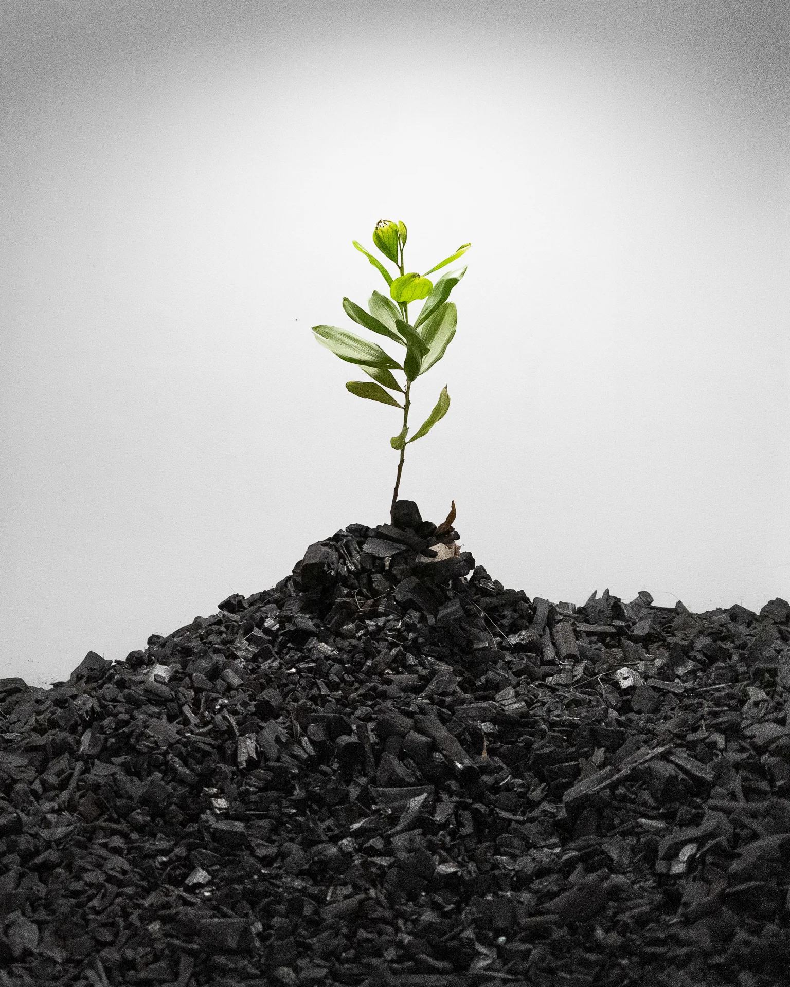 Amir.J Autoportrait dune renaissance Post 003