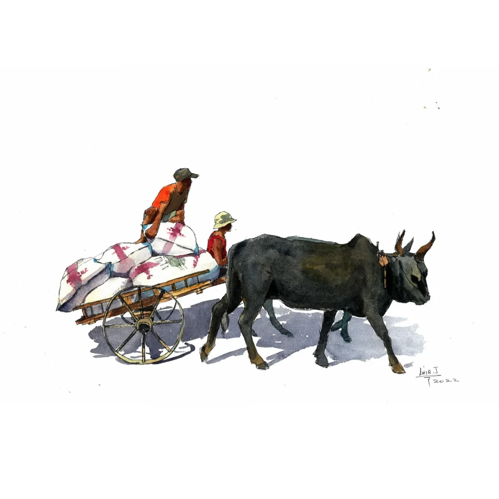 Zebu cart 01