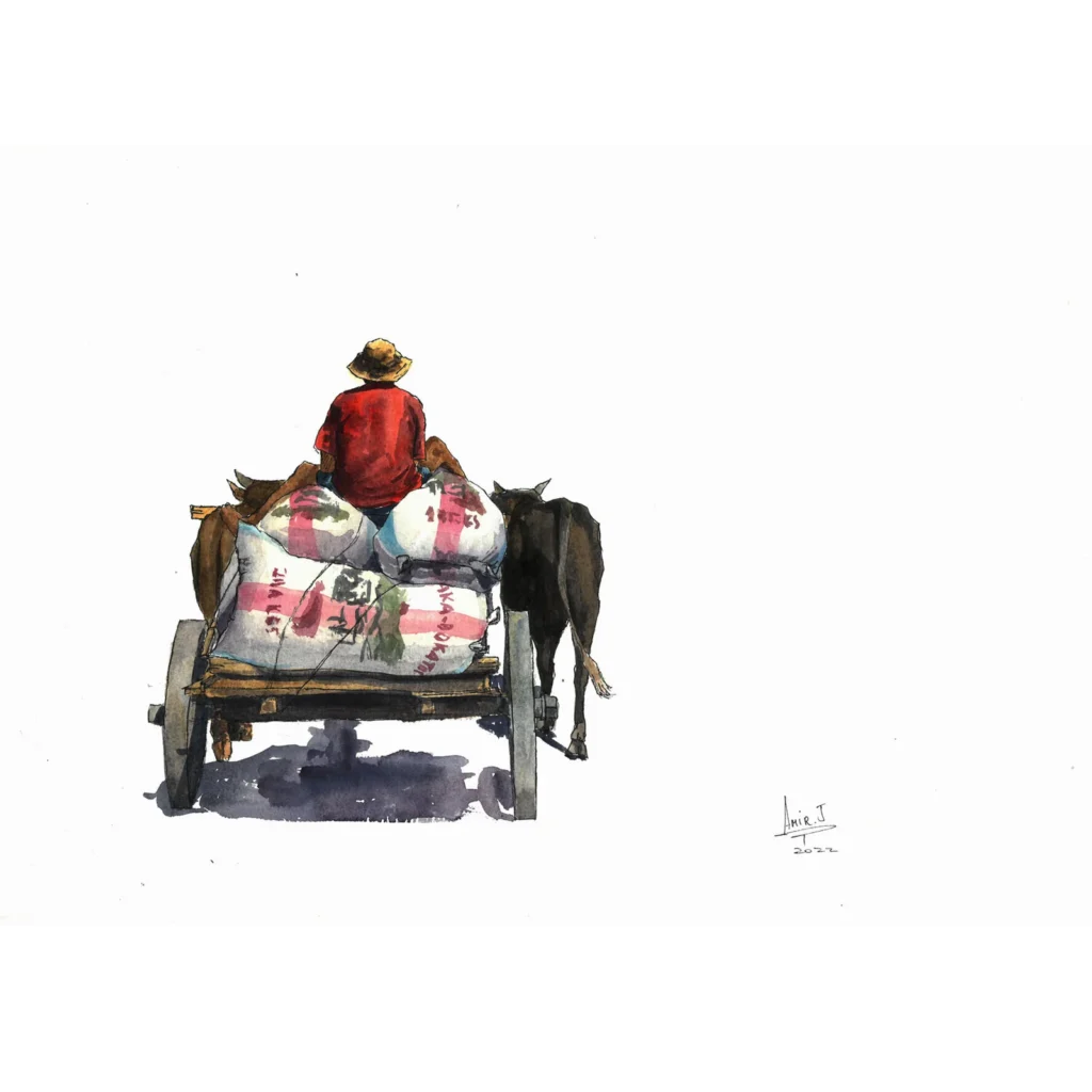 Zebu cart 03